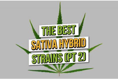 Beste Sativa hybride cannabiszaden 2023 (deel twee)