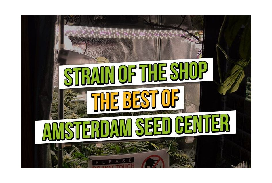 Best of: Strain of the Shop at Amsterdam Seed Center