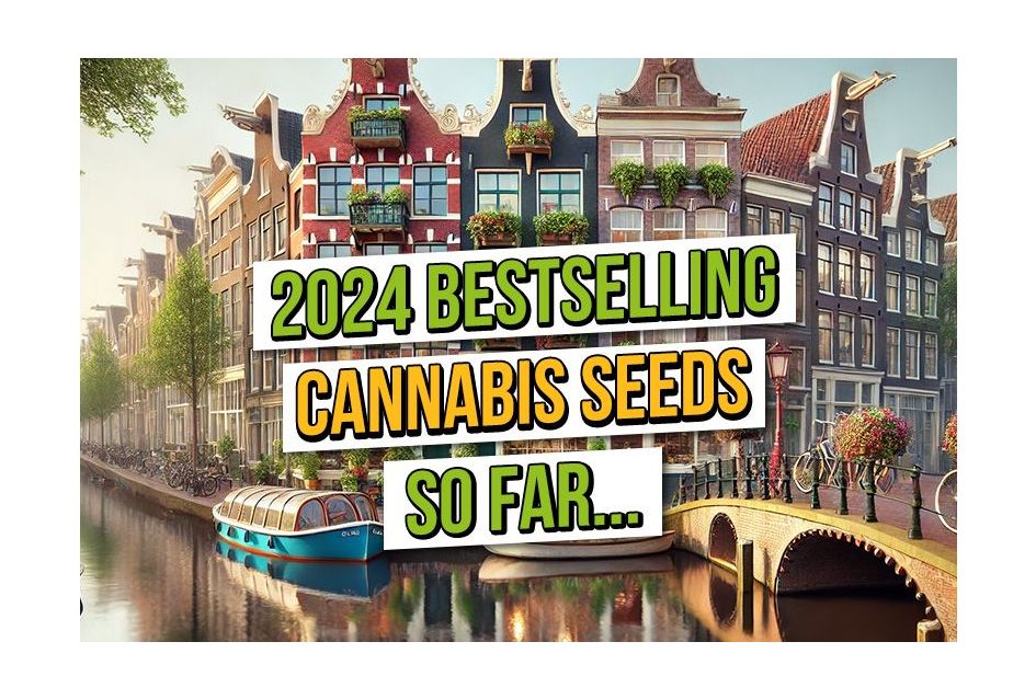 Best Selling Cannabis Seeds 2024 So Far