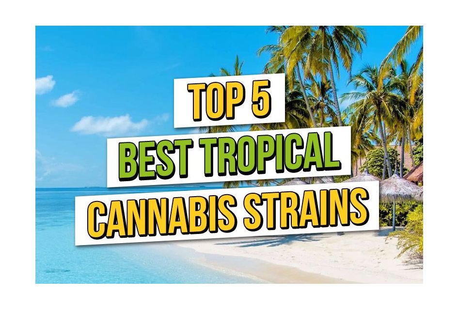 Top 5 Best Tropical Cannabis Seeds