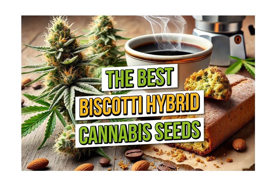 Best Biscotti Hybrid Cannabis Seeds at ASC