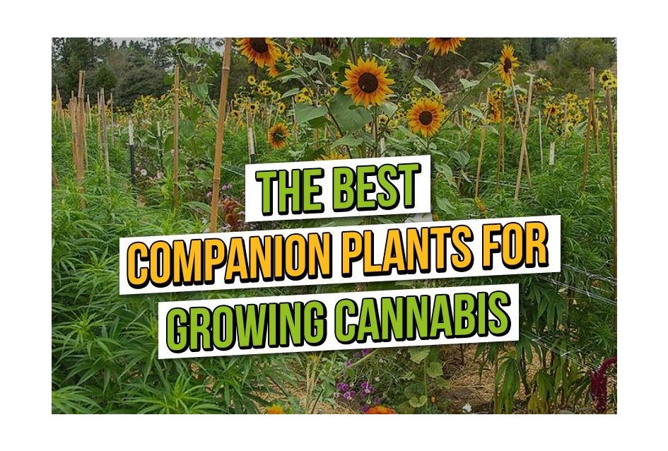 What are the Best Companion Plants for Growing Cannabis?