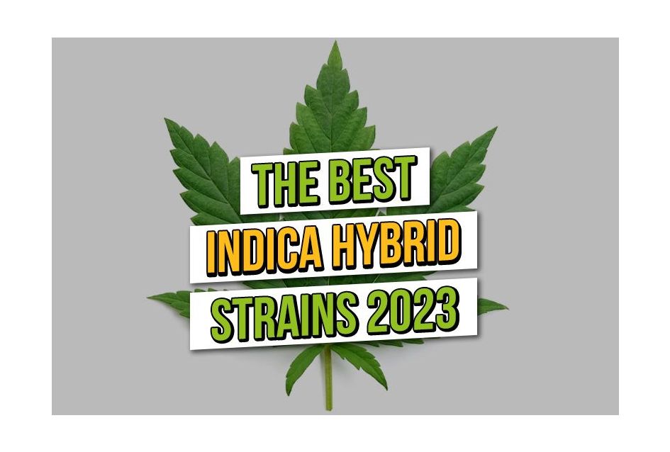 Meilleures graines de cannabis hybrides Indica 2023