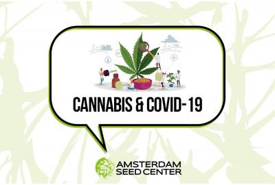 Studie zeigt, dass Cannabisverbindungen eine Infektion durch das Covid-19-Virus verhindern