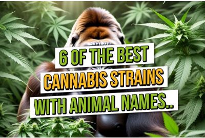 6 des meilleures graines de cannabis avec des noms d'animaux
