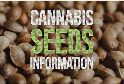 Basics 101: Cannabis Seeds Information