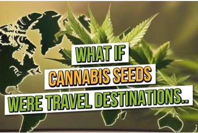 Was wäre, wenn Cannabissamen Reiseziele wären?