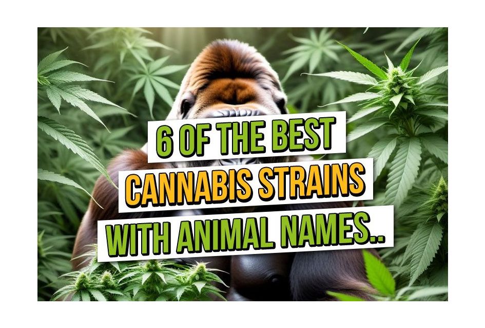 6 van de beste cannabiszaden met dierennamen