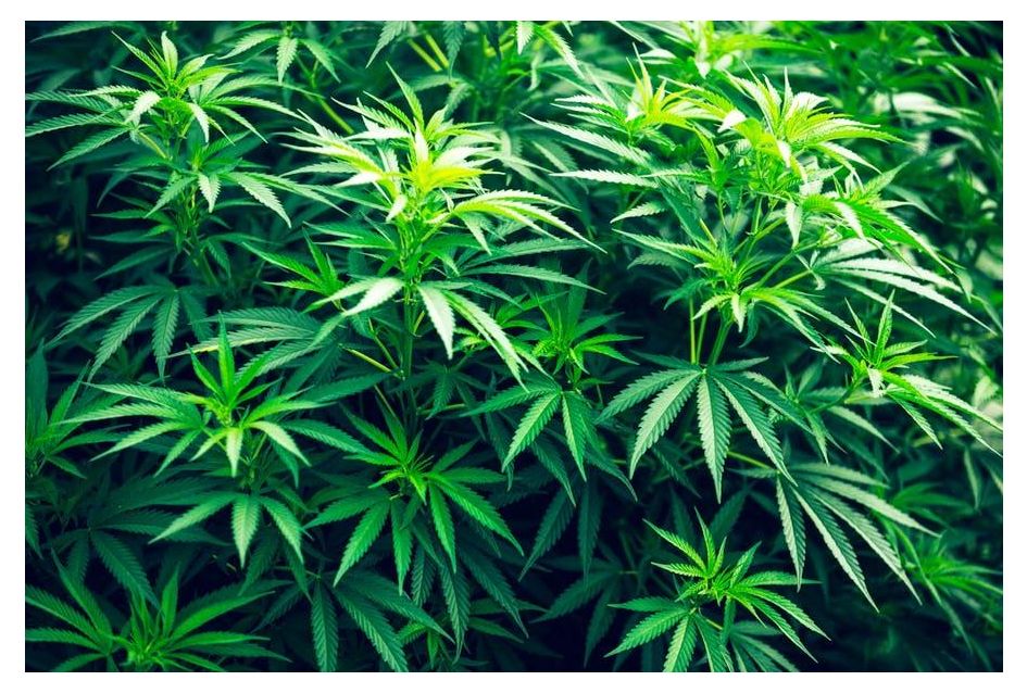 Maximize your Autoflower Grow