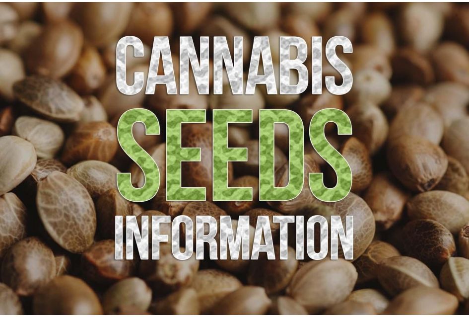 Basics 101: Cannabis Seeds Information