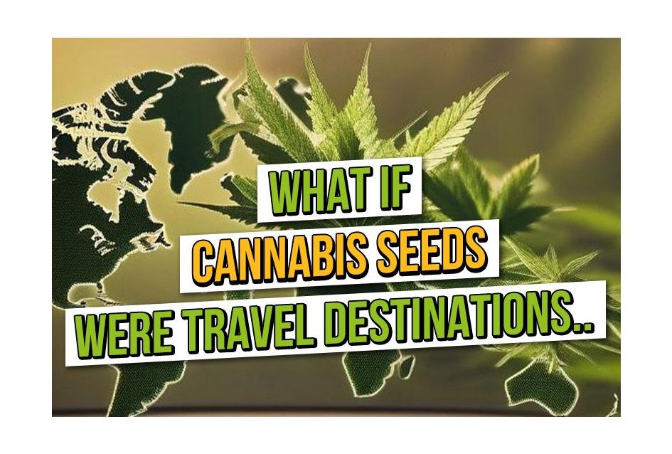 Wat als cannabiszaden reisbestemmingen waren?