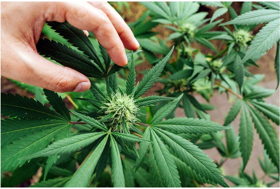 Best CBD strains to grow