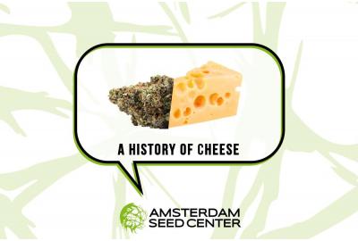 A Short History of The Cheese Strain, and our Top 5 Cheese Picks