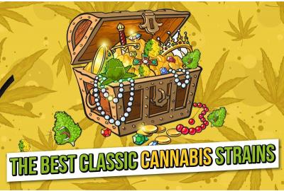 5 of the best classic cannabis strains you can buy right now