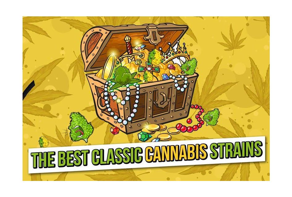 5 of the best classic cannabis strains you can buy right now