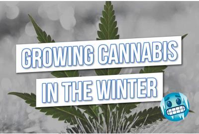 Wie man Cannabis im Winter anbaut!
