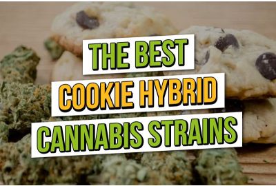Les Meilleurs Hybrides De Cookies : ASC Top 4 Cookie Cannabis Variétés
