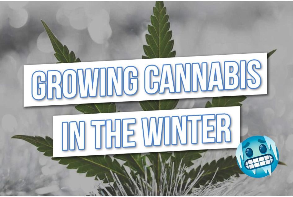 How to grow Cannabis in the winter!