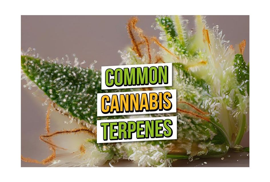 Common Cannabis Terpenes