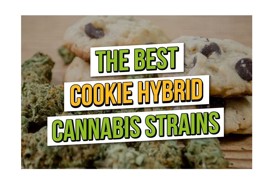 Die besten Cookie-Hybriden: ASC Top 4 Cookie-Cannabis-Sorten