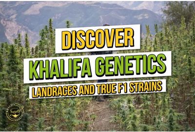 Entdecke Khalifa-Genetik: Landrassen-Cannabis und echte F1-Genetik