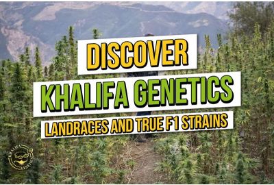 Ontdek Khalifa Genetics: Landrace Cannabis en F1 Genetics