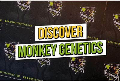 Ontdek Monkey Genetics en zijn 4 best verkochte wietzaden.