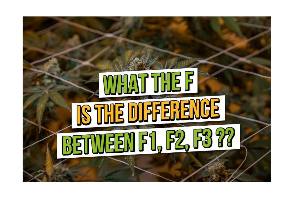 What is the F difference between F1, F2, and F3?