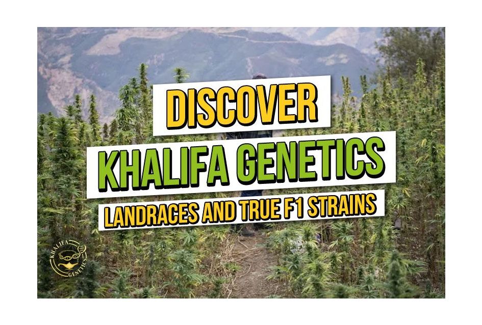 Discover Khalifa Genetics: Landrace Cannabis and True F1 Genetics
