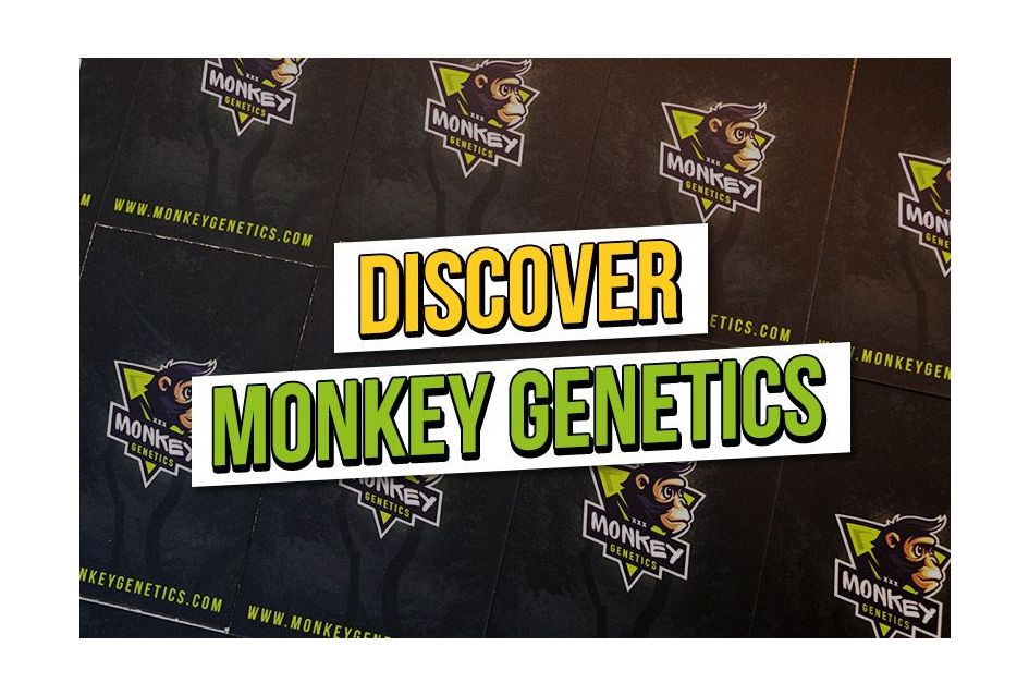 Scopri Monkey Genetics e i suoi 4 semi di cannabis più venduti.