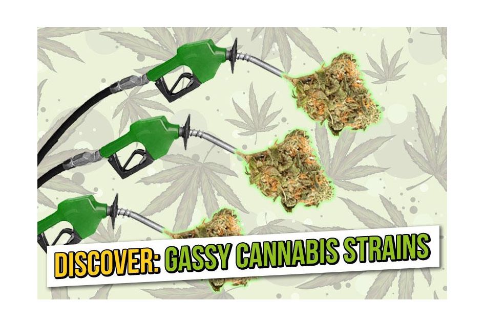 Gassy cannabis strains: The best diesel hybrids 2023