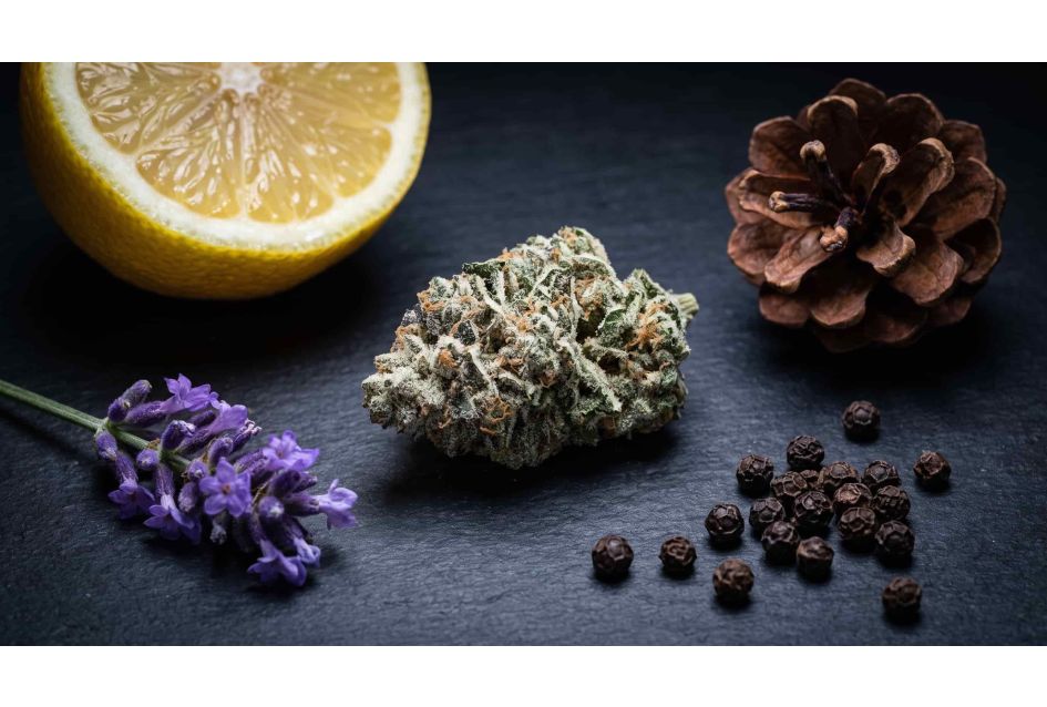 5 Variétés de Cannabis qui Illustrent l'Effet d'Entourage