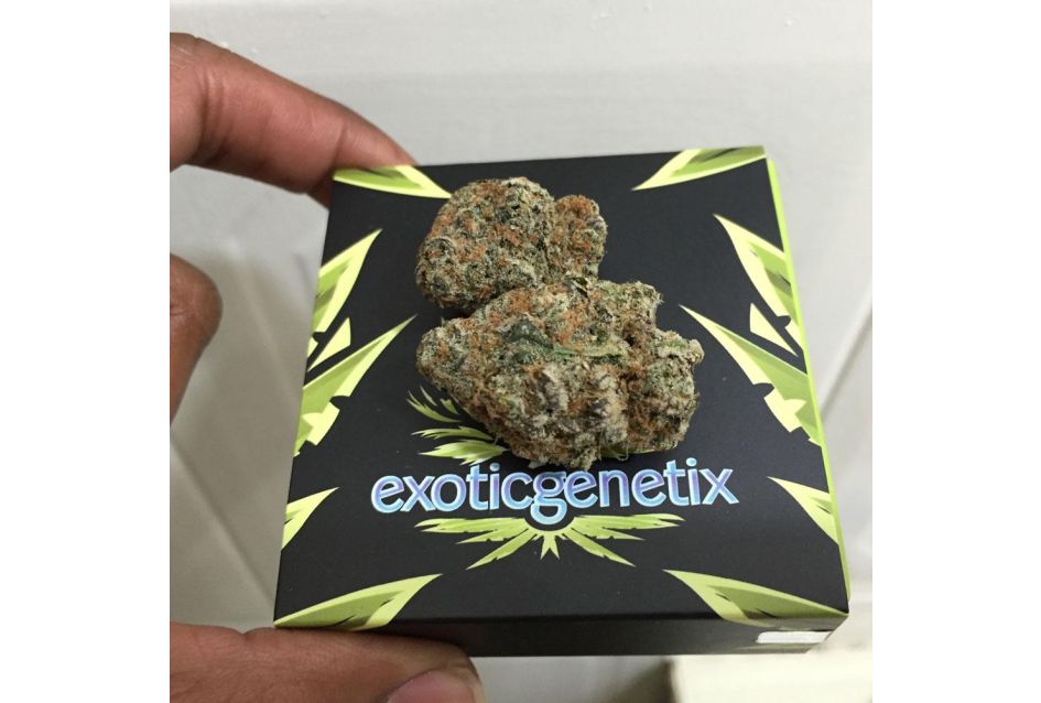 Exoticgenetix
