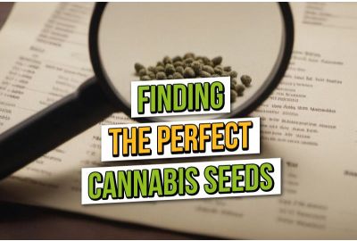 Het vinden van de perfecte cannabiszaden
