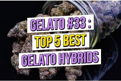 Gelato # 33 et le top 5 des graines de cannabis hybrides Gelato