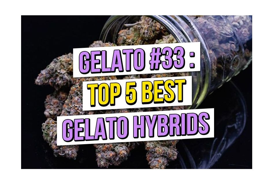 Gelato#33 and The Top 5 Gelato Hybrid Cannabis Seeds