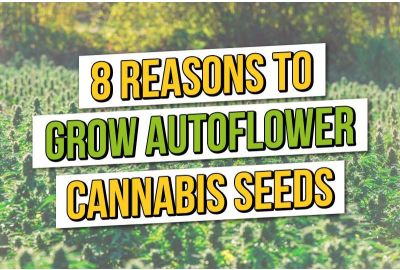 8 raisons de cultiver des graines de cannabis à autofloraison en 2023.
