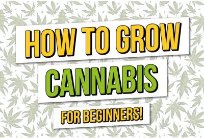 De beginnersgids over het kweken van cannabis