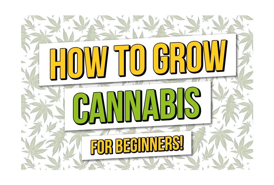 The beginner guide on how to grow cannabis
