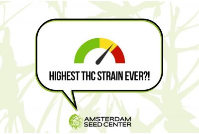 Wat is de sterkste cannabissoort ter wereld?