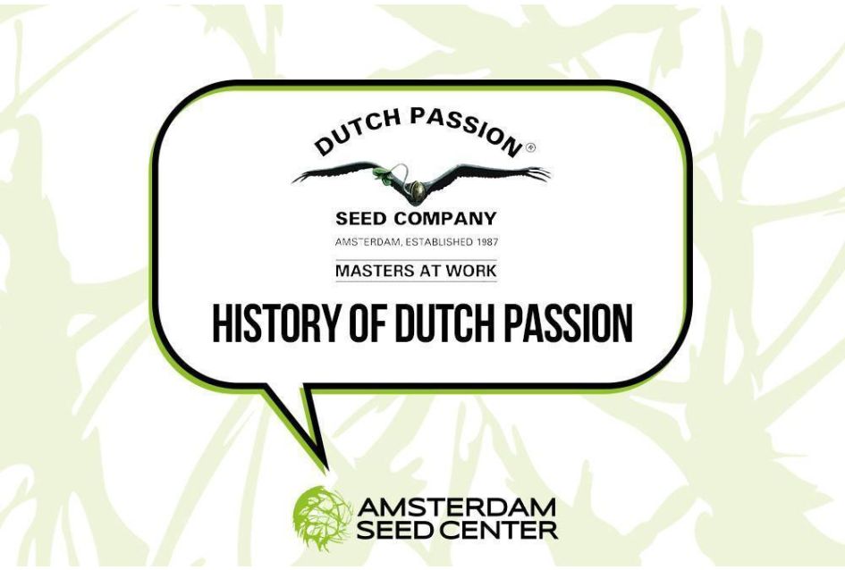 Histoire de Dutch Passion + Top 3 des variétés