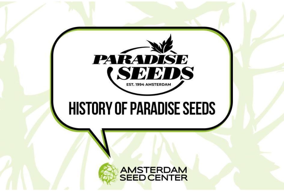History of Paradise Seeds + Top 3 Strains