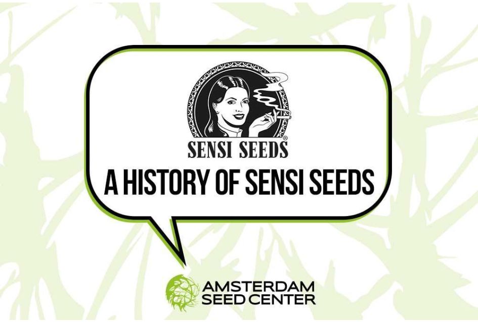 History of: Sensi Seeds + Top 3 Sensi Seeds strains
