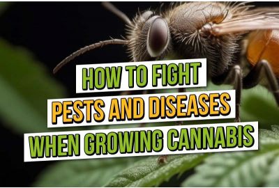 Plagen en ziekten bestrijden bij het kweken van cannabis