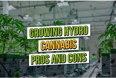 Hydroponischer Cannabisanbau: Vor- und Nachteile