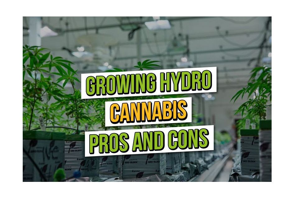 Hydroponischer Cannabisanbau: Vor- und Nachteile