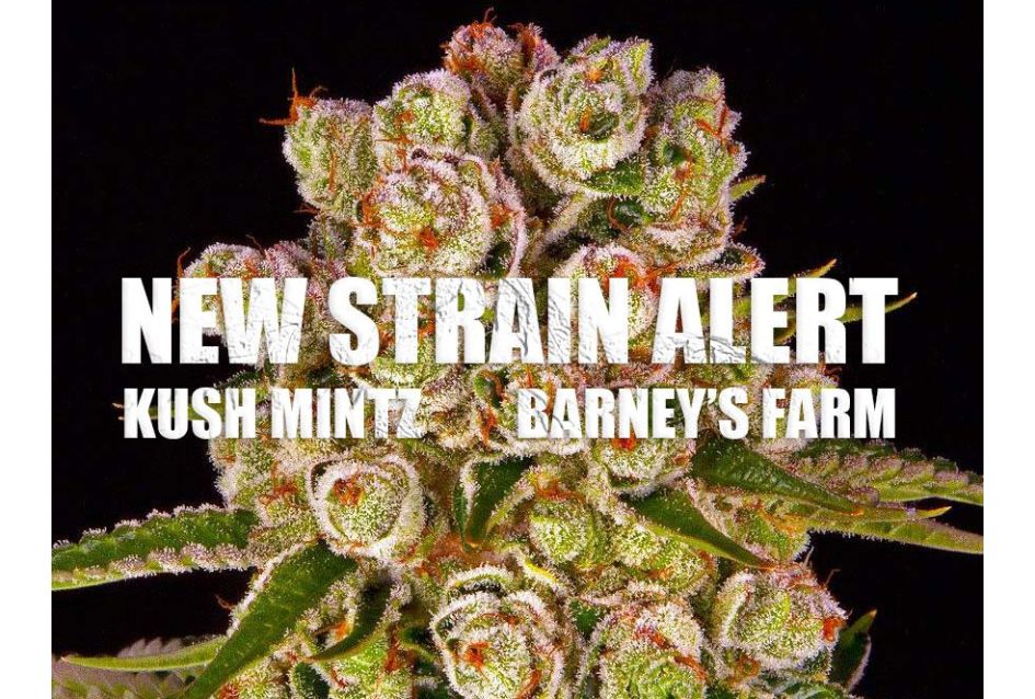 NIEUW! Kush Mintz van Barney's Farm