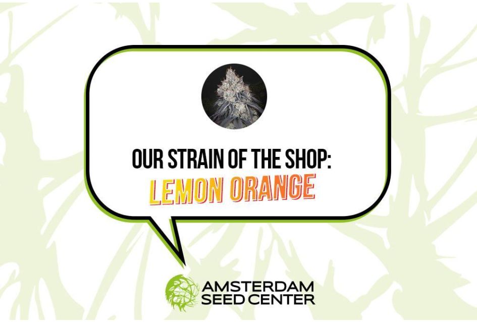 Lemon Orange by Greenhouse Seeds co: Our Strain of the Shop