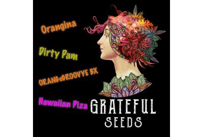 Exciting new feminized strains by The Grateful Seeds