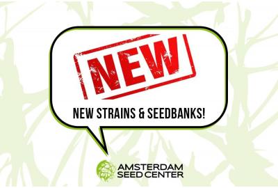 New strains at Amsterdam Seed Center